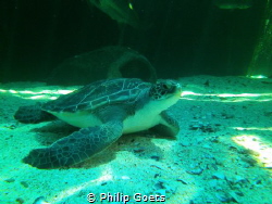 Turtle in Two Oceans Aquarium, V&A Waterfront, Cape Town,... by Philip Goets 